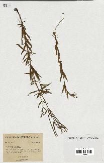 spécimen de Epilobium palustre