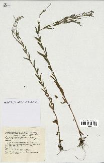 spécimen de Epilobium tetragonum