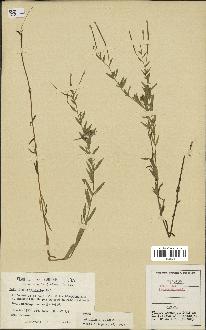 spécimen de Epilobium strictum