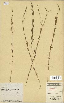 spécimen de Epilobium palustre