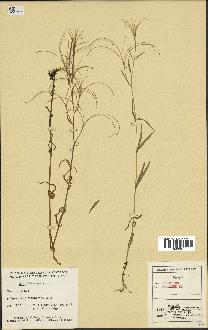 spécimen de Epilobium palustre