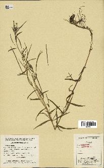 spécimen de Epilobium palustre