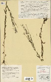 spécimen de Epilobium tetragonum