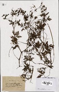 spécimen de Geranium robertianum