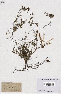 spécimen de Erodium hirtum