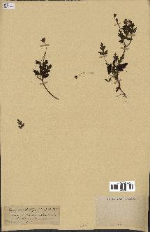 spécimen de Erodium botrys