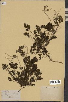 spécimen de Erodium botrys