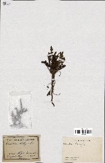 spécimen de Erodium botrys