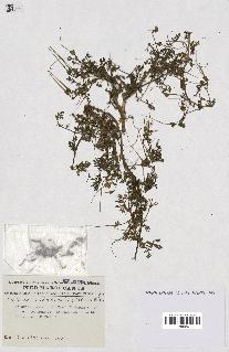 spécimen de Erodium cicutarium