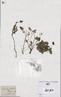 spécimen de Erodium guttatum