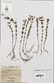 spécimen de Hypericum ellipticum