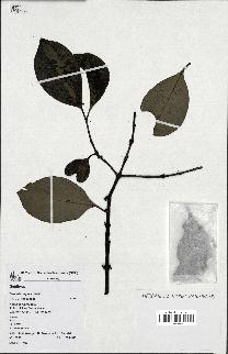 spécimen de Garcinia neglecta