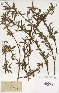 spécimen de Salix alba