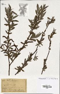 spécimen de Salix alba