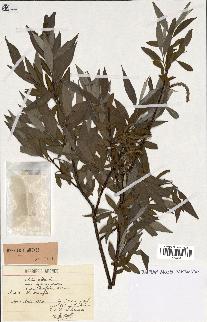 spécimen de Salix alba