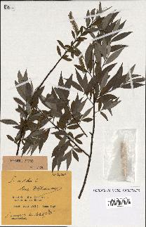 spécimen de Salix alba