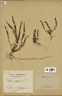 spécimen de Rumex bucephalophorus