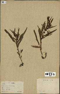 spécimen de Rumex maritimus