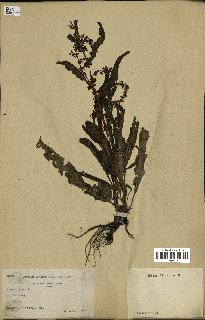 spécimen de Rumex crispus