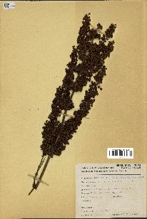 spécimen de Rumex crispus