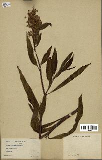 spécimen de Rumex verticillatus