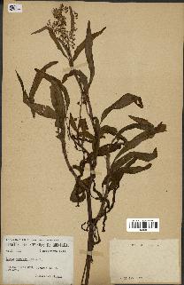 spécimen de Rumex verticillatus