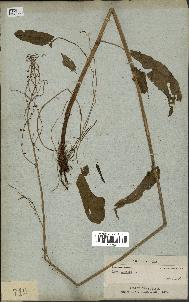 spécimen de Rumex acetosa