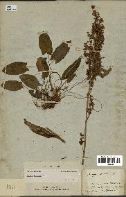 spécimen de Rumex acetosa