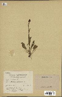 spécimen de Rumex tuberosus