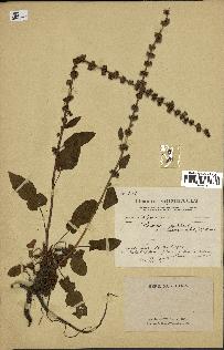 spécimen de Rumex pulcher