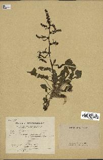 spécimen de Rumex pulcher