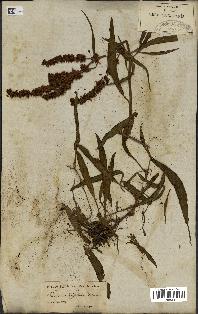 spécimen de Rumex salicifolius
