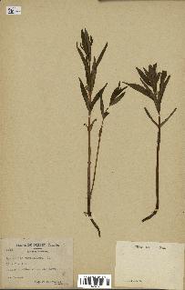 spécimen de Lysimachia thyrsiflora