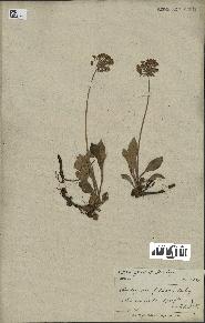 spécimen de Androsace foliosa