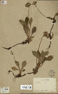 spécimen de Androsace foliosa
