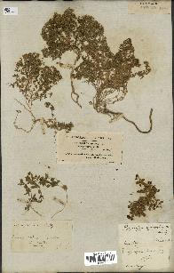 spécimen de Polycarpon polycarpoides