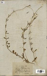 spécimen de Silene choulettii