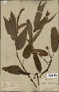 spécimen de Polygonum amphibium