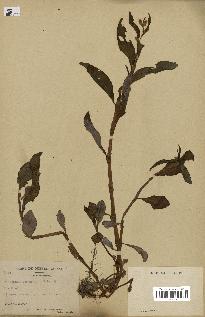 spécimen de Polygonum lapathifolium