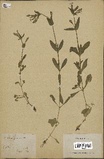 spécimen de Silene fuscata