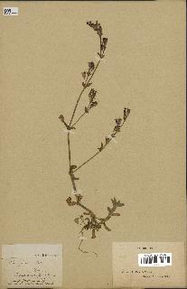 spécimen de Silene fuscata