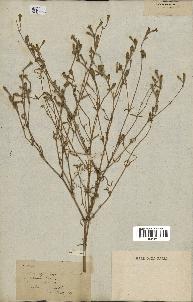 spécimen de Silene echinata