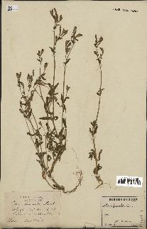 spécimen de Silene fuscata