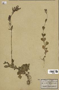 spécimen de Silene fuscata