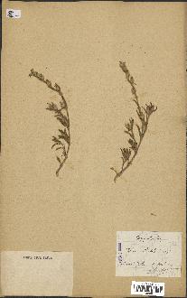 spécimen de Silene tridentata