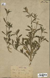 spécimen de Silene tridentata