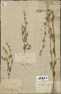 spécimen de Silene tridentata