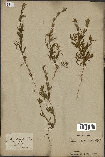 spécimen de Silene tridentata