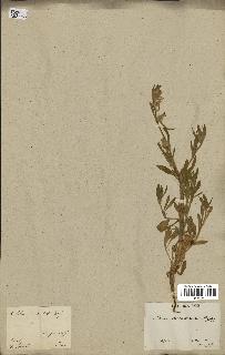 spécimen de Silene tridentata