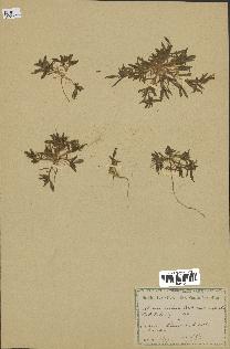 spécimen de Silene villosa
